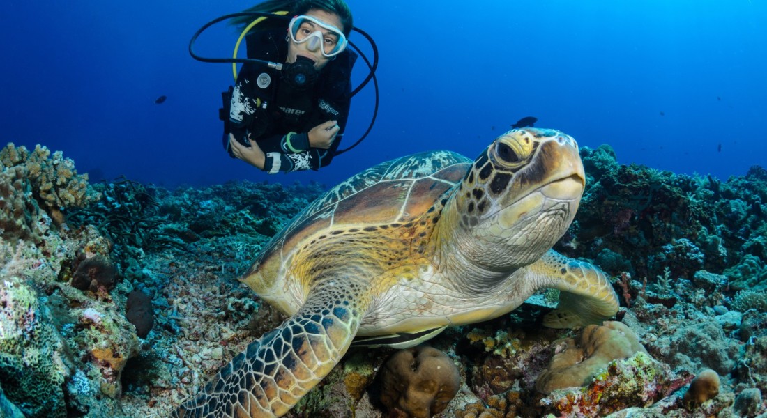 Girl and turtle
